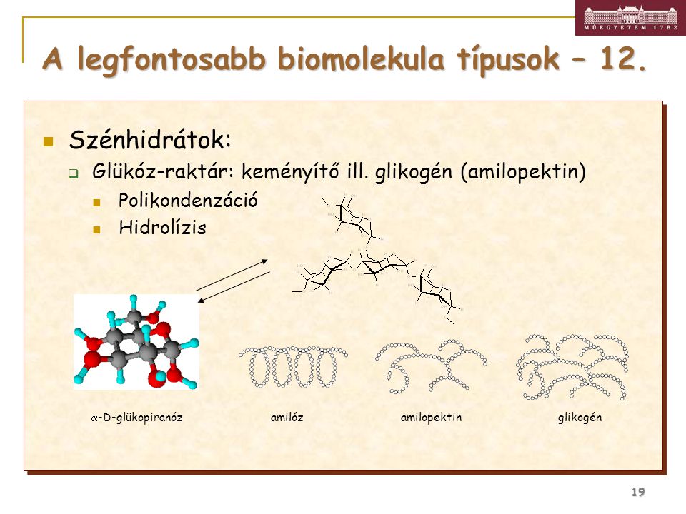 A legfontosabb biomolekula típusok – 12.