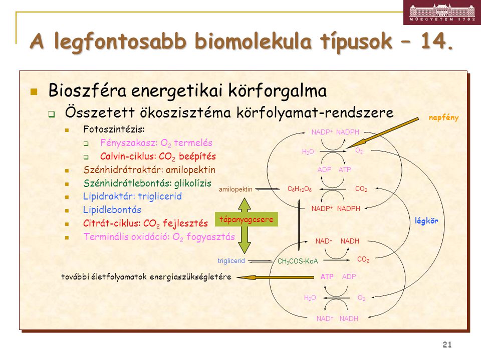 A legfontosabb biomolekula típusok – 14.