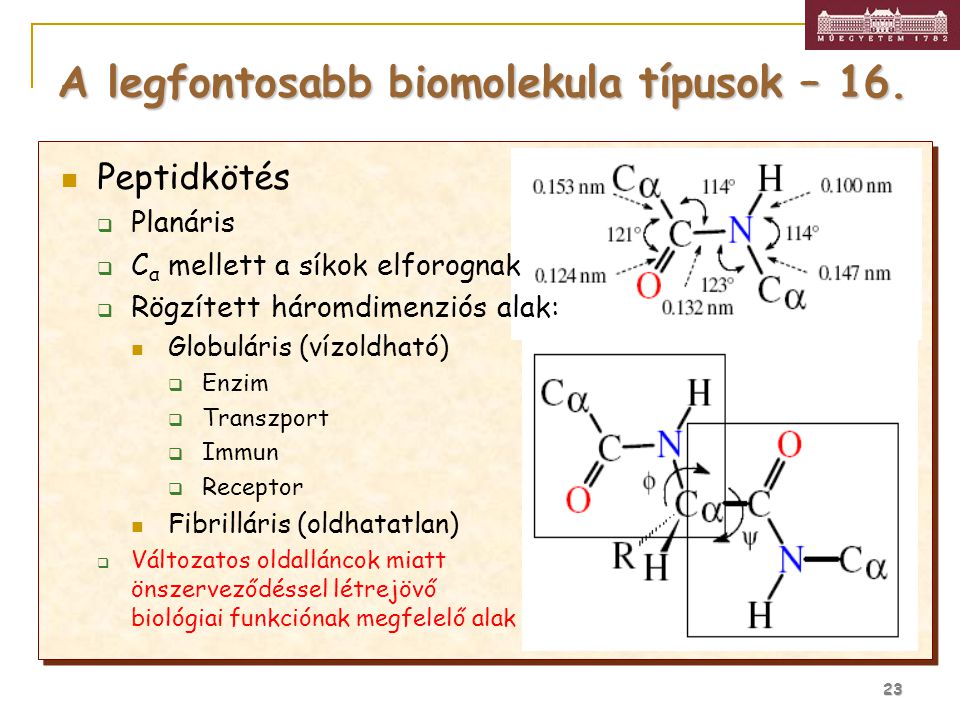 A legfontosabb biomolekula típusok – 16.