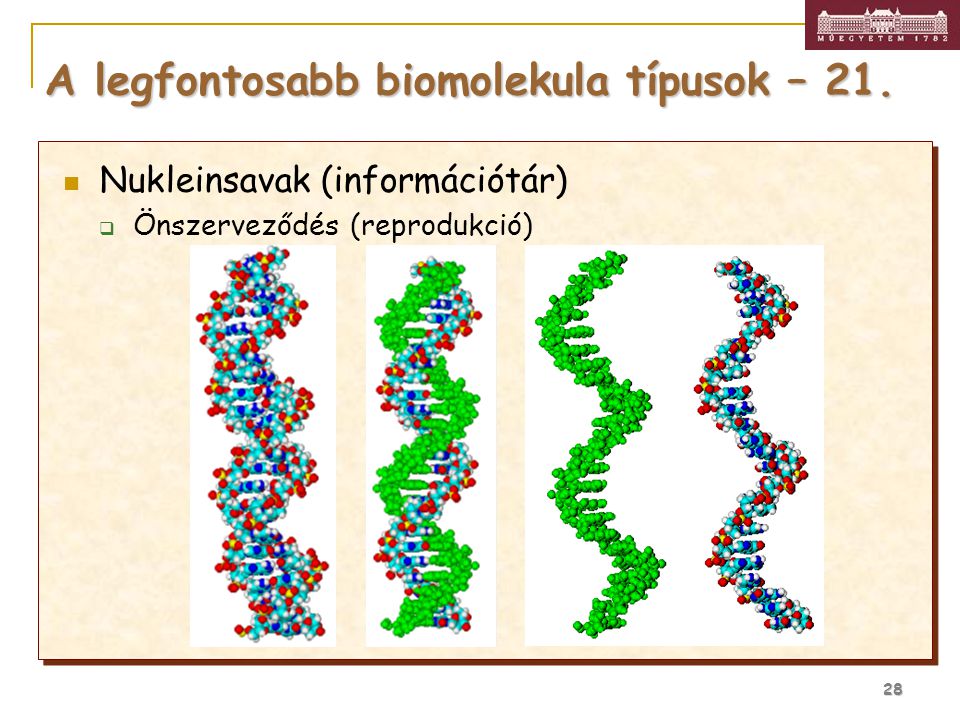A legfontosabb biomolekula típusok – 21.