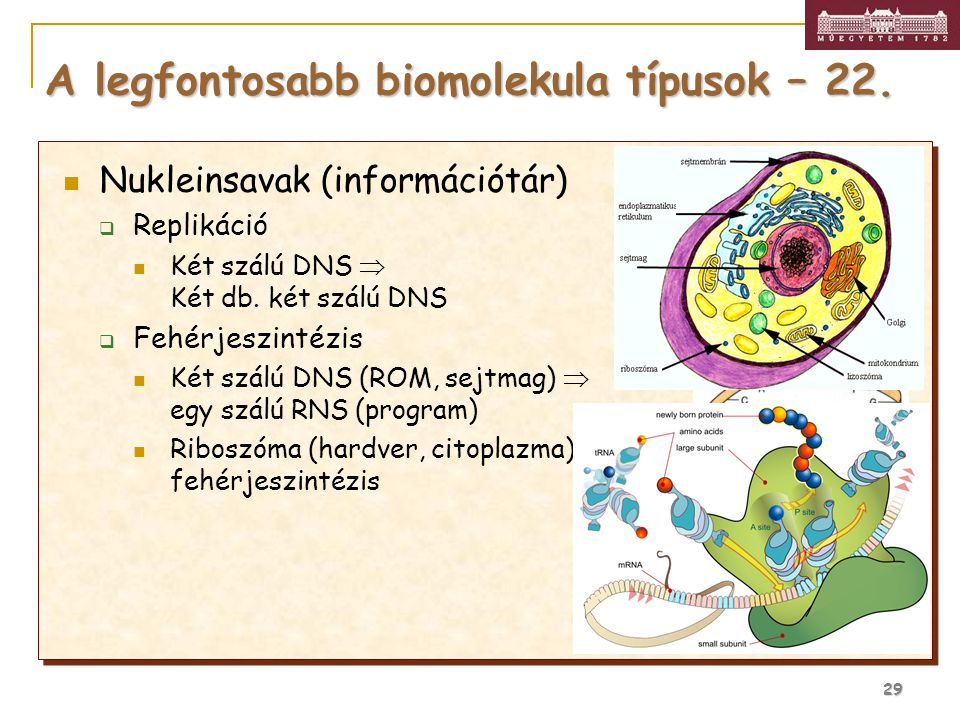 A legfontosabb biomolekula típusok – 22.