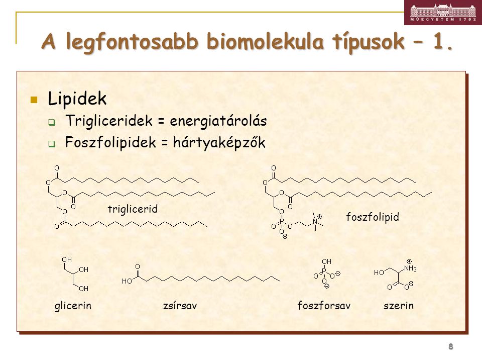 A legfontosabb biomolekula típusok – 1.