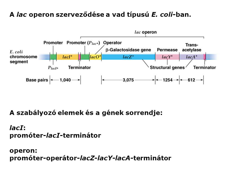 A lac operon szerveződése a vad típusú E. coli-ban.