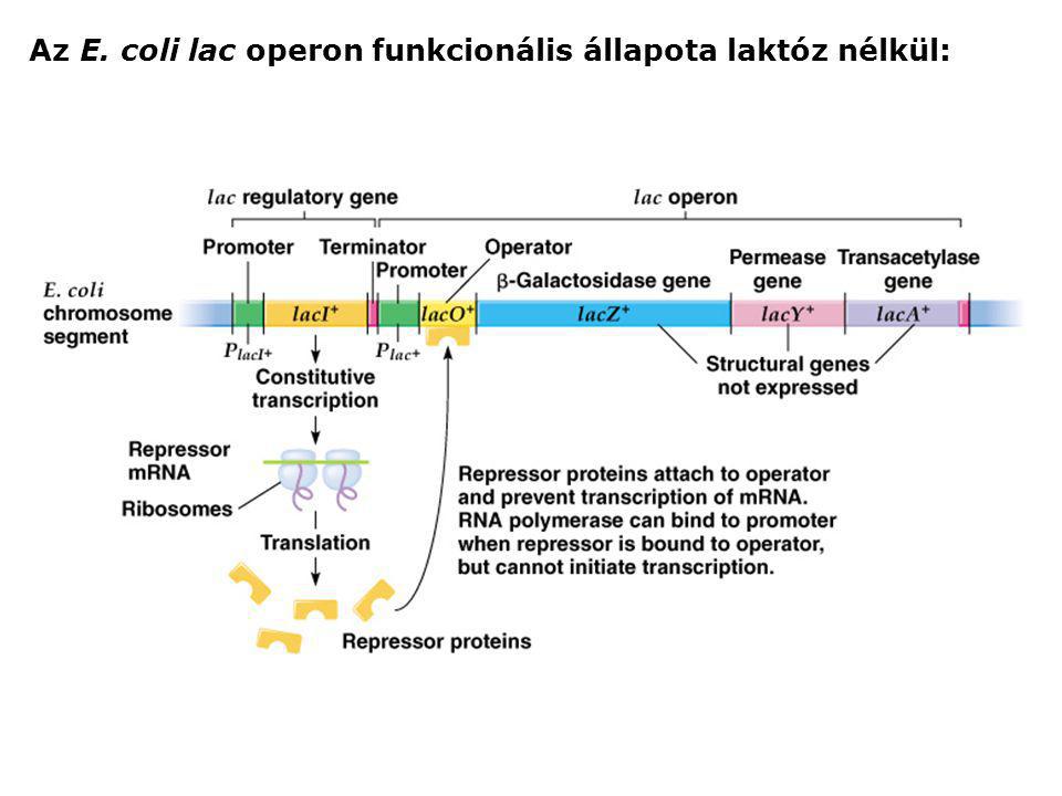 Az E. coli lac operon funkcionális állapota laktóz nélkül: