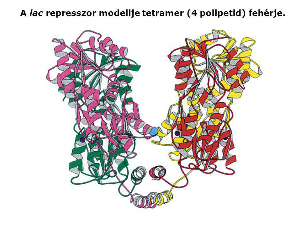A lac represszor modellje tetramer (4 polipetid) fehérje.