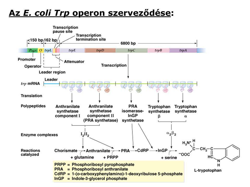 Az E. coli Trp operon szerveződése:
