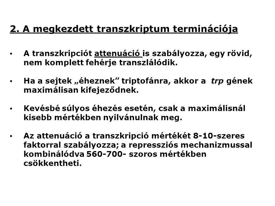 2. A megkezdett transzkriptum terminációja