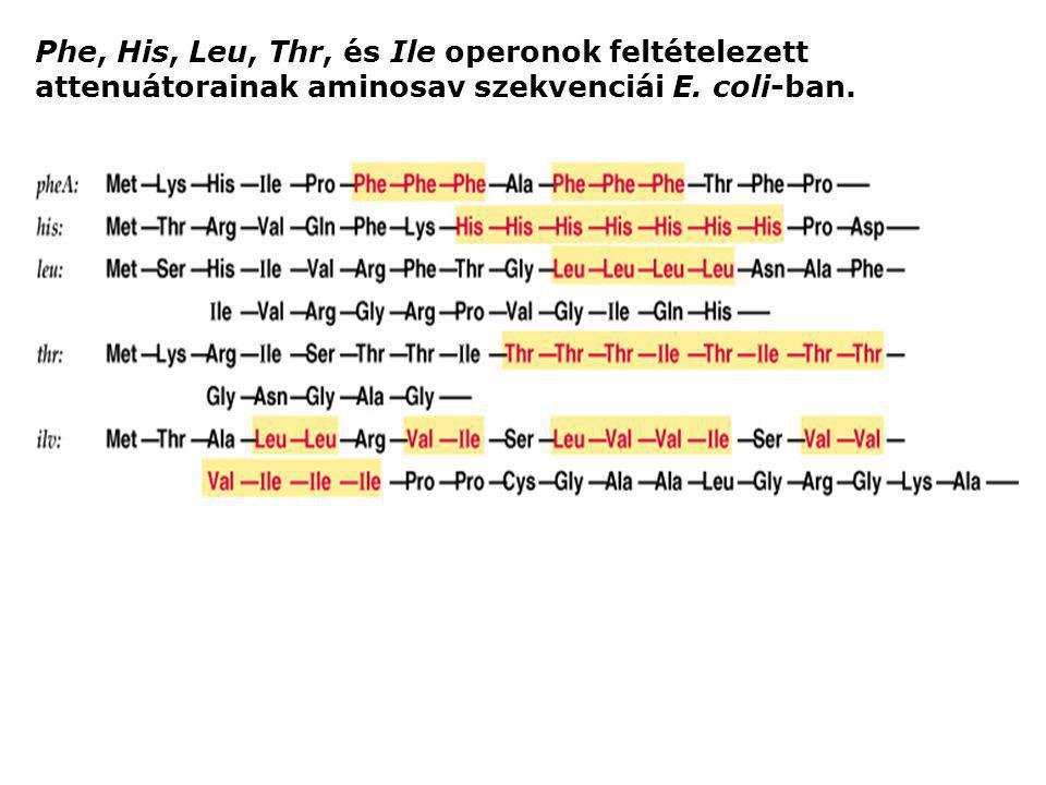 Phe, His, Leu, Thr, és Ile operonok feltételezett attenuátorainak aminosav szekvenciái E. coli-ban.