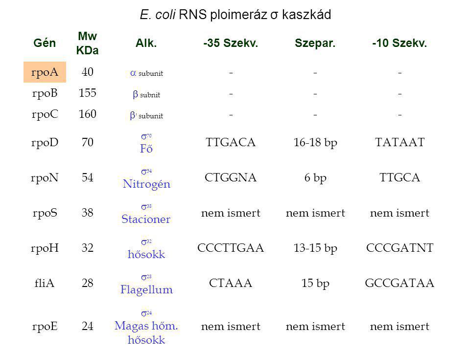 E. coli RNS ploimeráz σ kaszkád