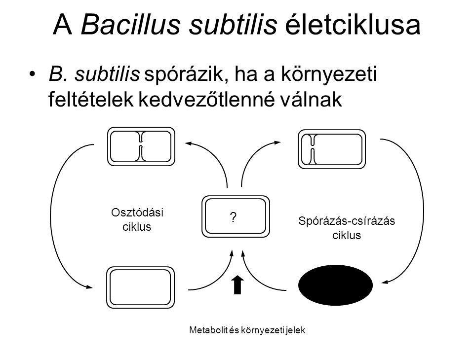 A Bacillus subtilis életciklusa