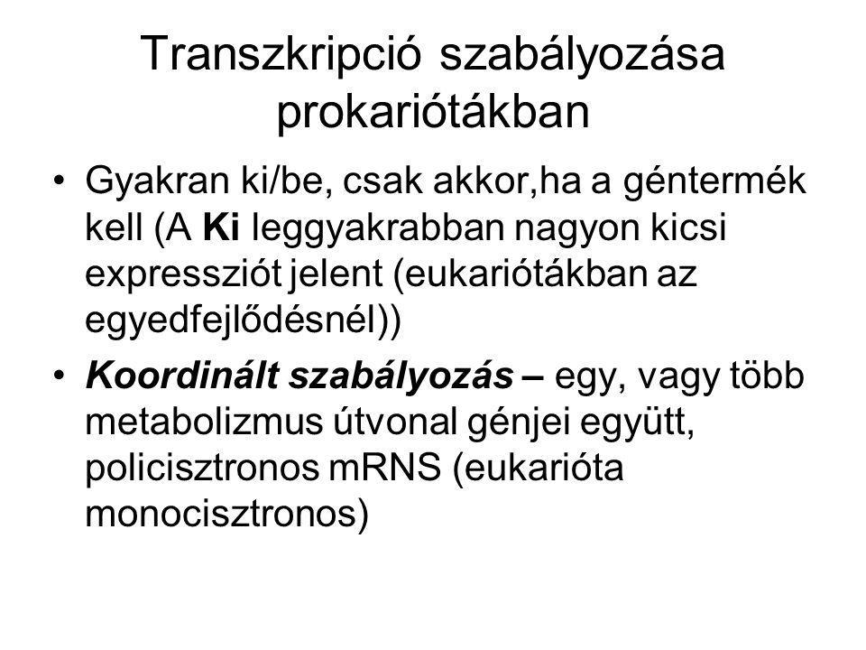 Transzkripció szabályozása prokariótákban