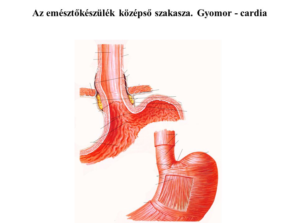 Az emésztőkészülék középső szakasza. Gyomor - cardia