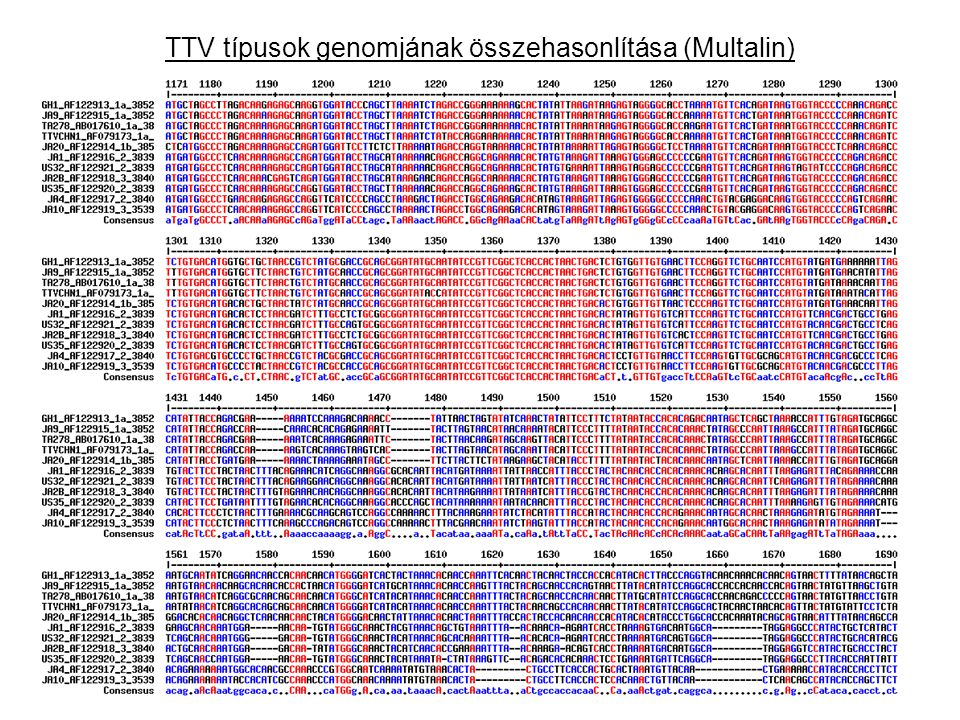 TTV típusok genomjának összehasonlítása (Multalin)