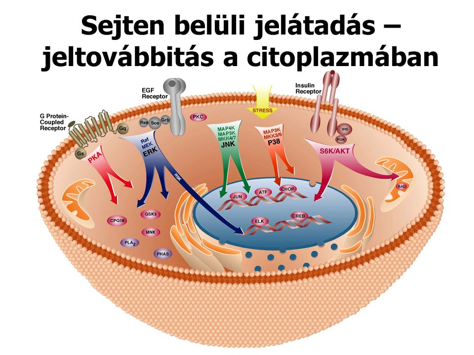 Sejten belüli jelátadás – jeltovábbitás a citoplazmában