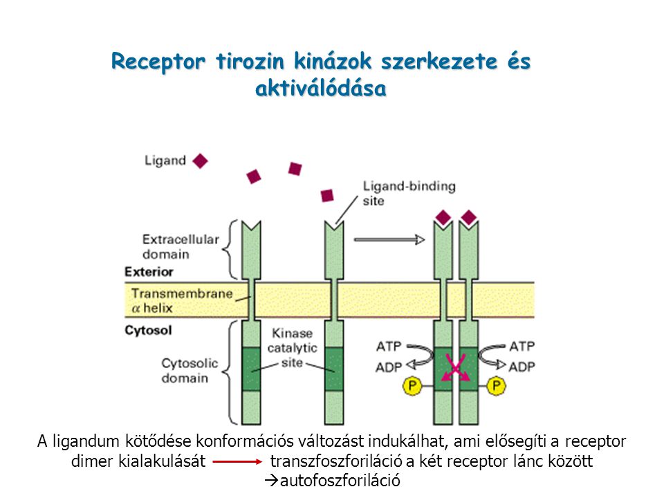 Receptor tirozin kinázok szerkezete és aktiválódása