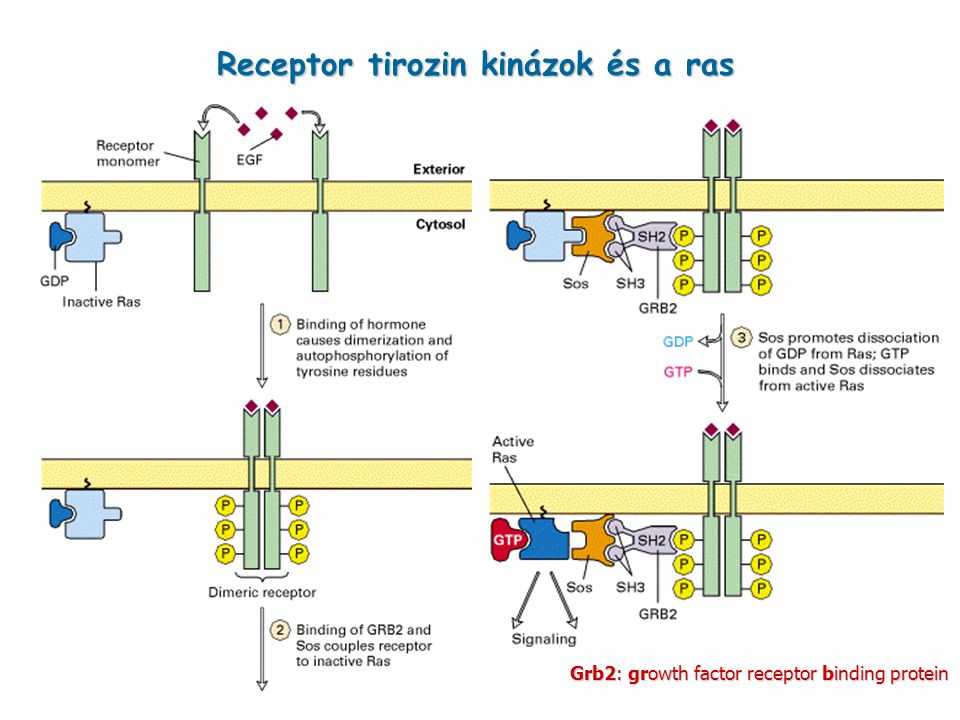 Receptor tirozin kinázok és a ras
