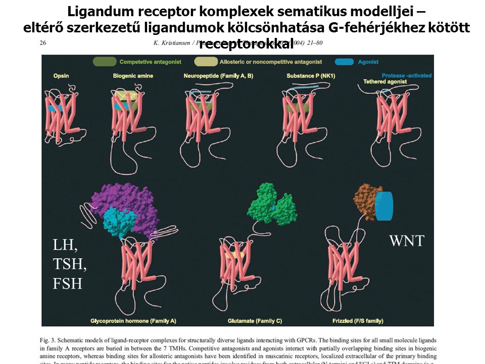 Ligandum receptor komplexek sematikus modelljei – eltérő szerkezetű ligandumok kölcsönhatása G-fehérjékhez kötött receptorokkal