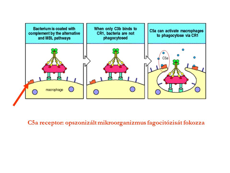 C5a receptor: opszonizált mikroorganizmus fagocitózisát fokozza