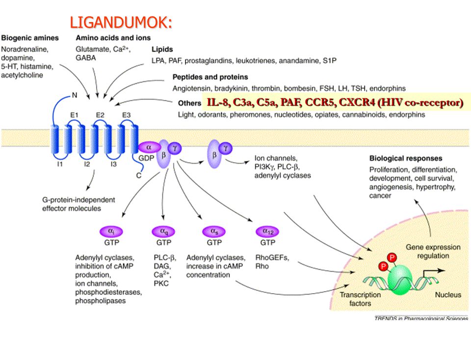 LIGANDUMOK: IL-8, C3a, C5a, PAF, CCR5, CXCR4 (HIV co-receptor)