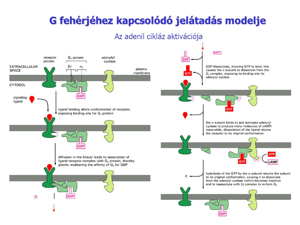 G fehérjéhez kapcsolódó jelátadás modelje