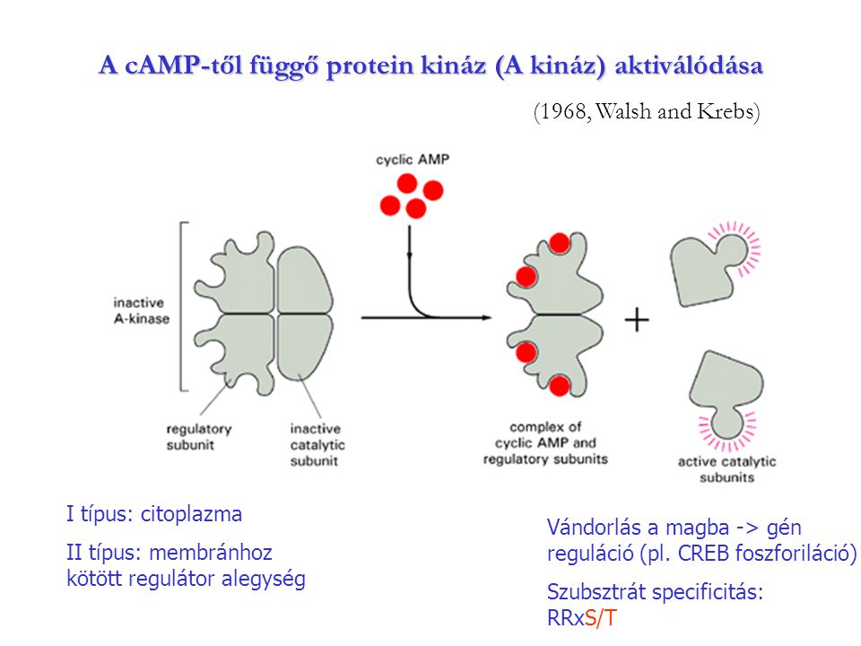 A cAMP-től függő protein kináz (A kináz) aktiválódása