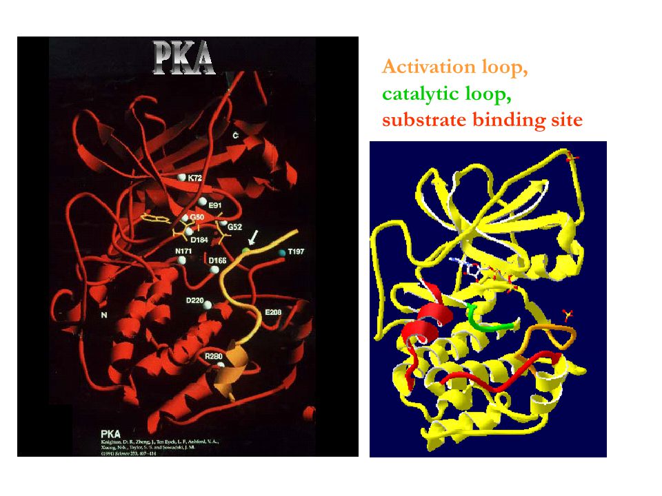 Activation loop, catalytic loop, substrate binding site