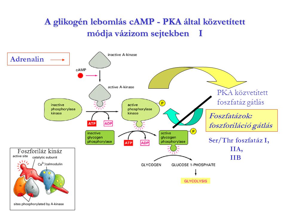 A glikogén lebomlás cAMP - PKA által közvetített módja vázizom sejtekben I