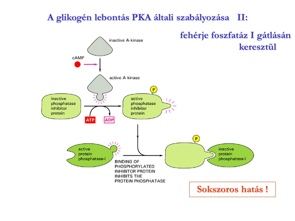 A glikogén lebontás PKA általi szabályozása II: