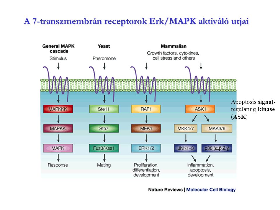 A 7-transzmembrán receptorok Erk/MAPK aktiváló utjai