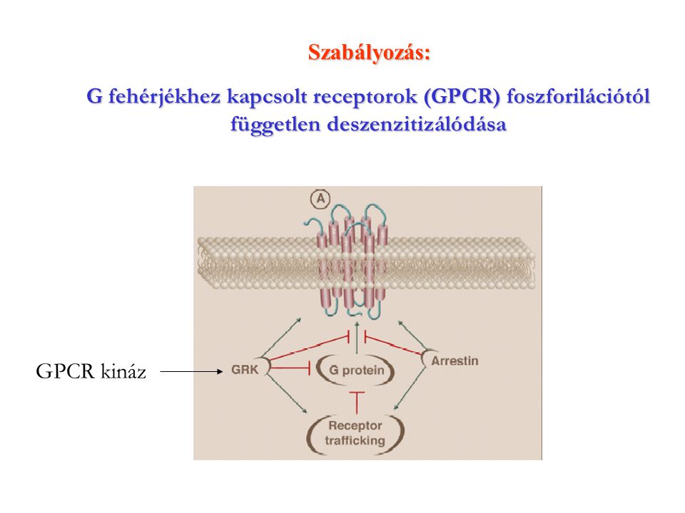 Szabályozás: G fehérjékhez kapcsolt receptorok (GPCR) foszforilációtól független deszenzitizálódása.