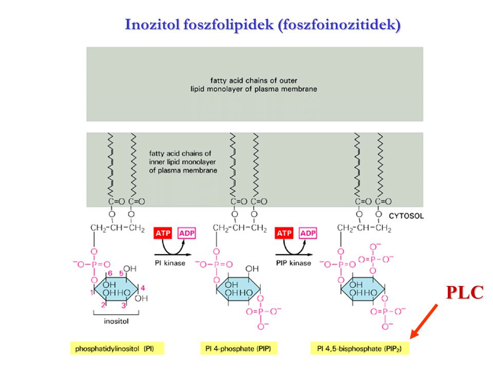 Inozitol foszfolipidek (foszfoinozitidek)