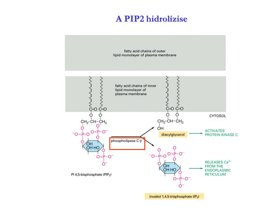 A PIP2 hidrolízise