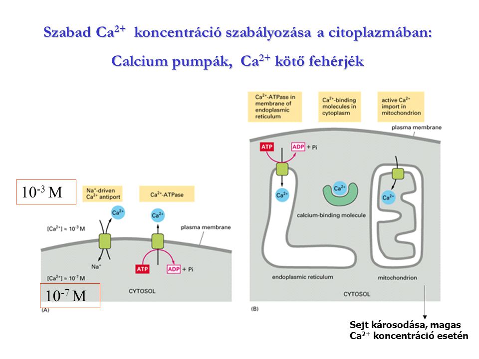 Szabad Ca2+ koncentráció szabályozása a citoplazmában: