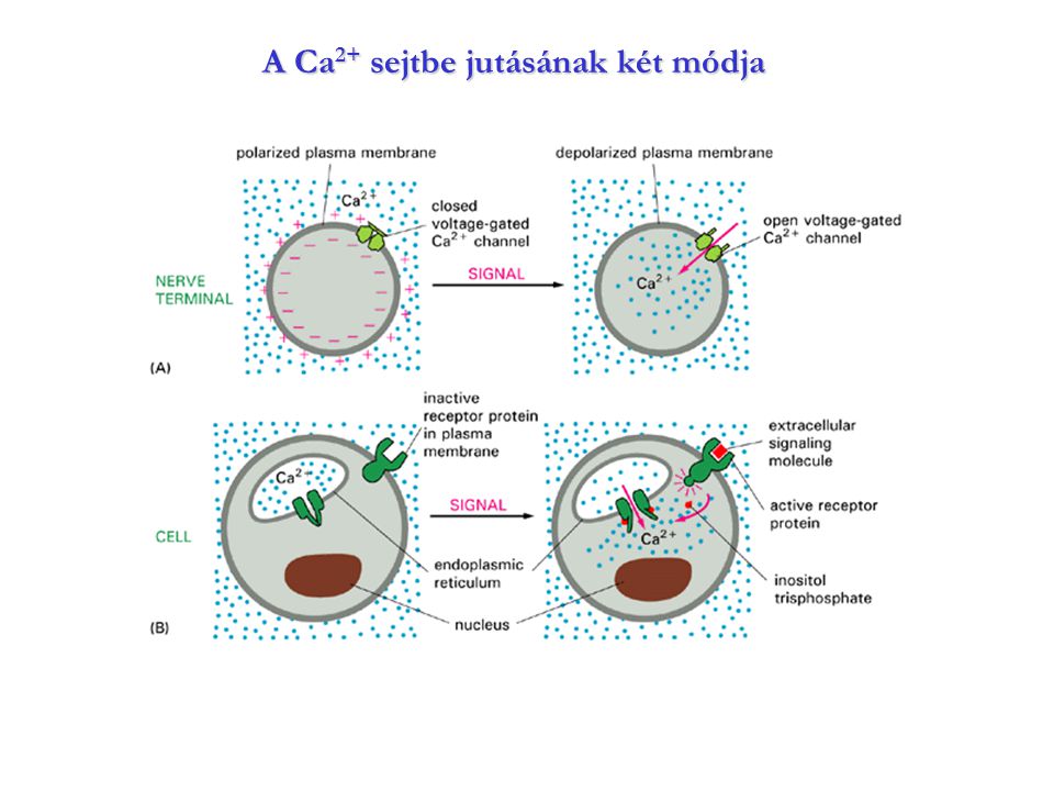 A Ca2+ sejtbe jutásának két módja