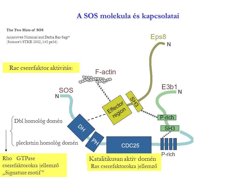 A SOS molekula és kapcsolatai