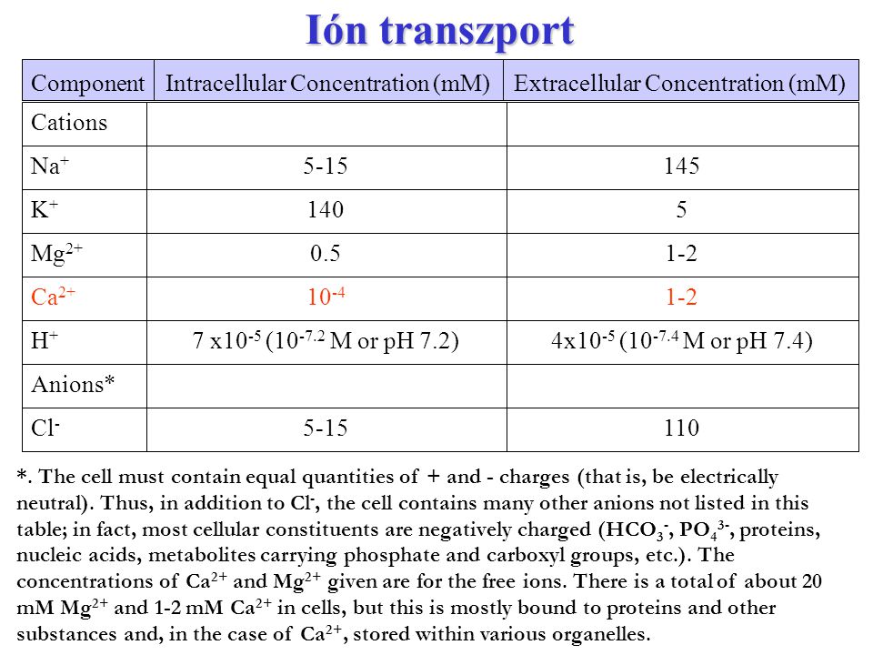 Ión transzport Component Intracellular Concentration (mM)