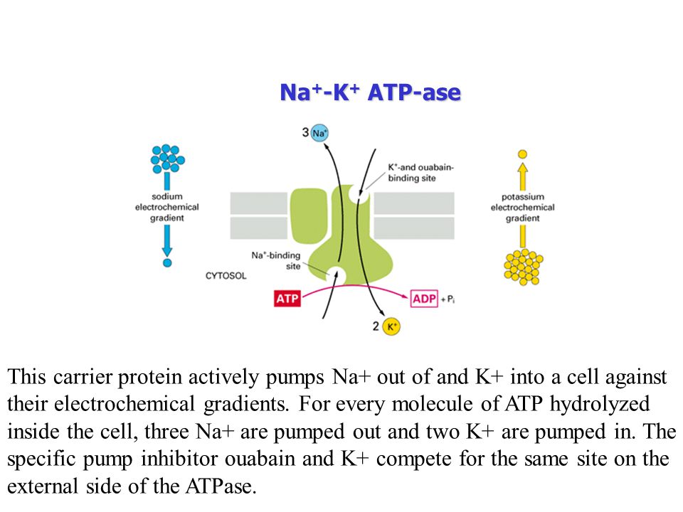 Na+-K+ ATP-ase