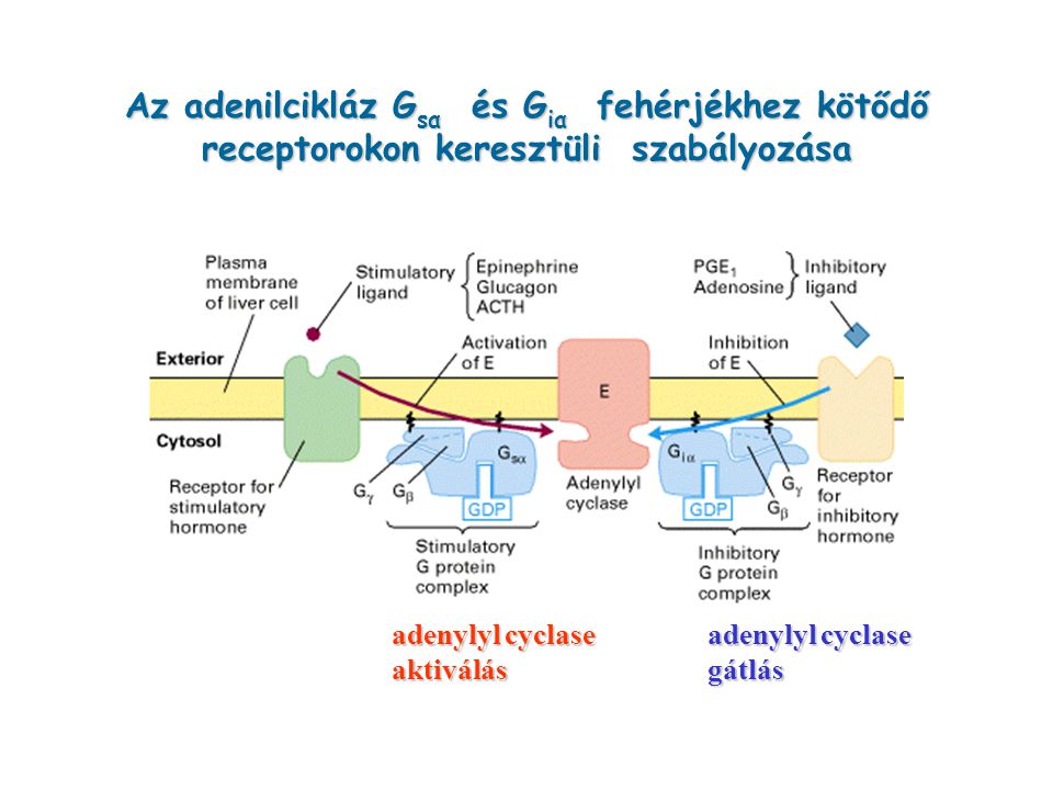 Az adenilcikláz Gsα és Giα fehérjékhez kötődő receptorokon keresztüli szabályozása