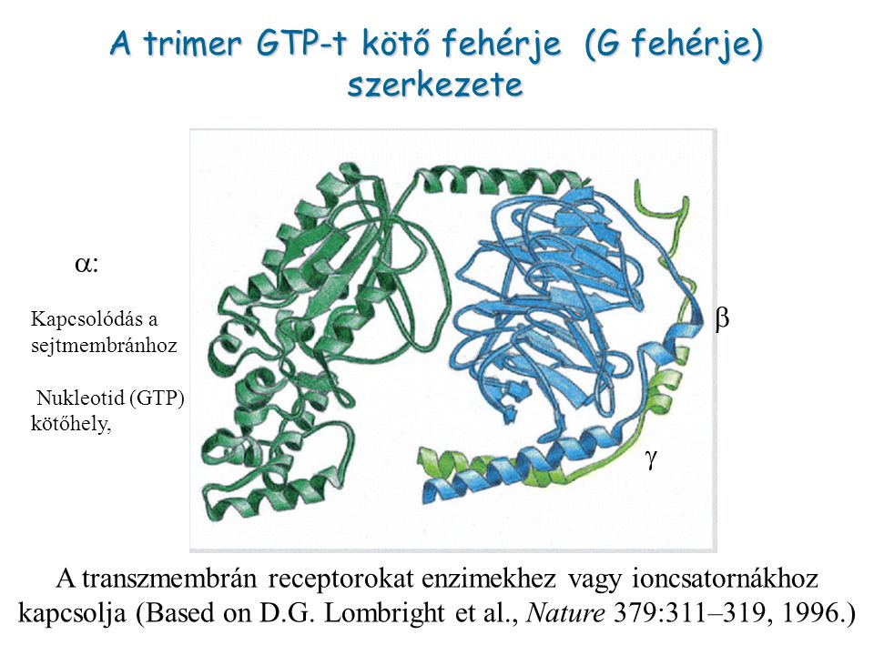 A trimer GTP-t kötő fehérje (G fehérje) szerkezete