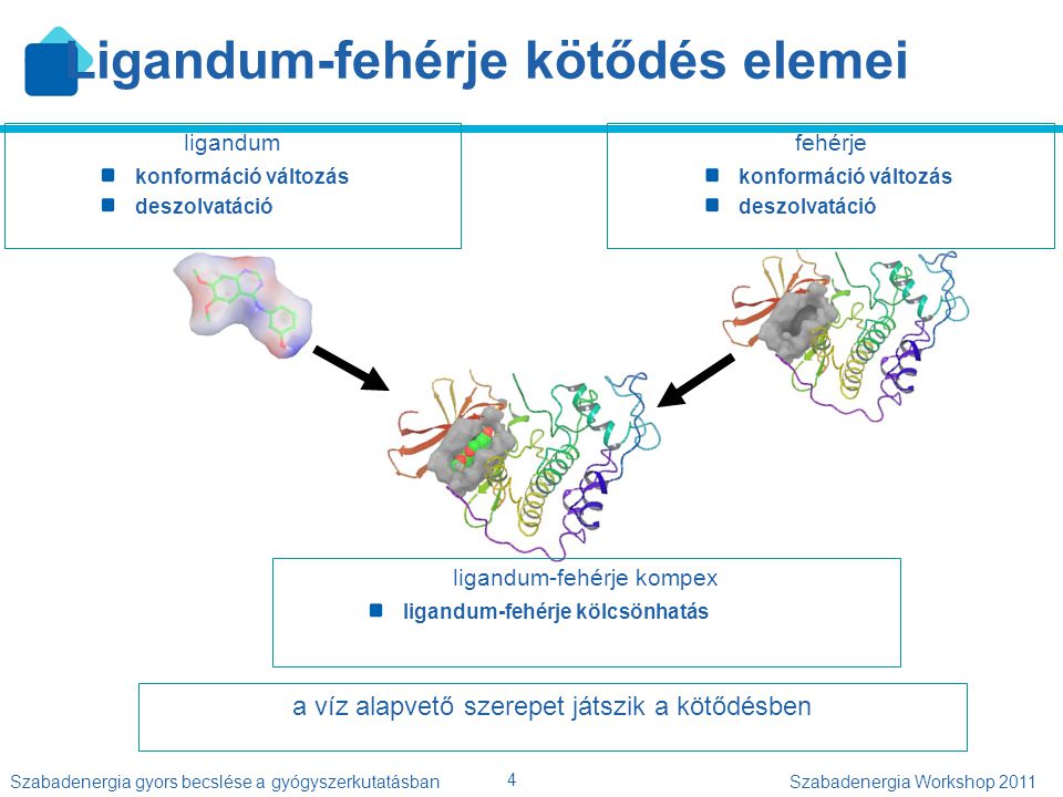 Ligandum-fehérje kötődés elemei