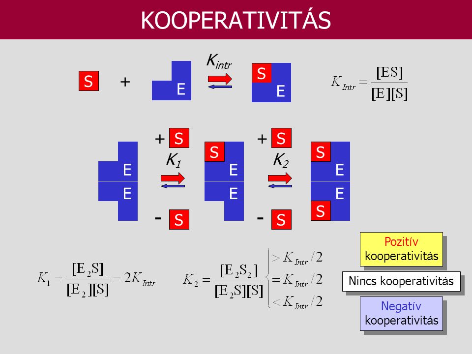 KOOPERATIVITÁS - - S E + Kintr K1 S + K2 S + E E S E S Pozitív