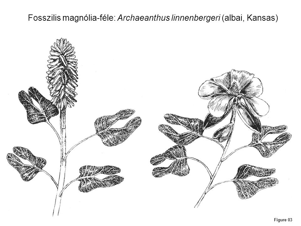 Fosszilis magnólia-féle: Archaeanthus linnenbergeri (albai, Kansas)