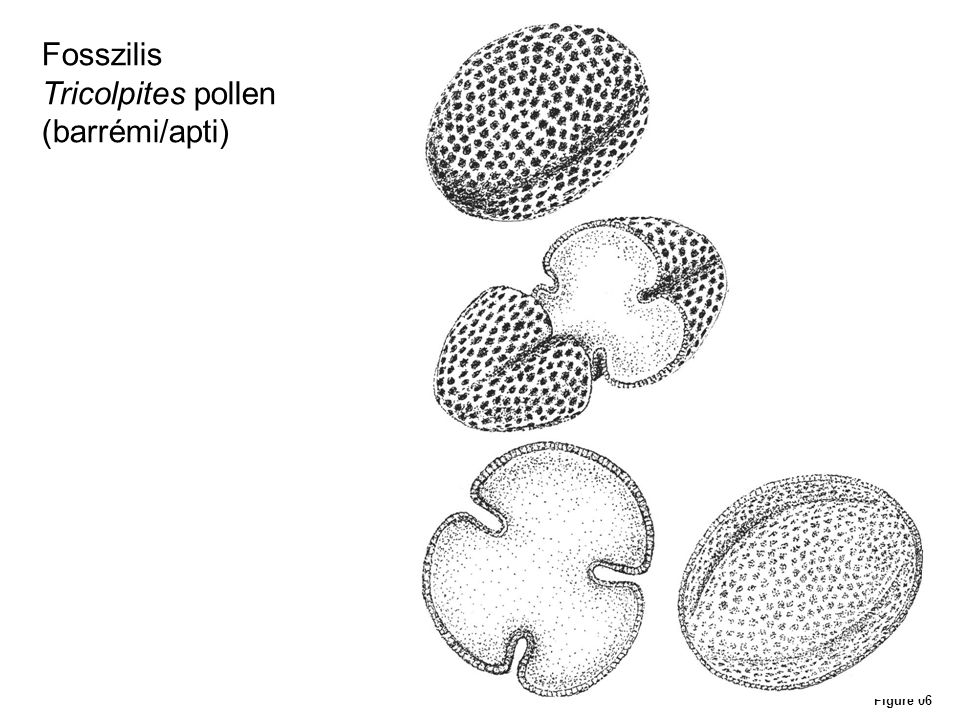 Fosszilis Tricolpites pollen (barrémi/apti) Figure 06