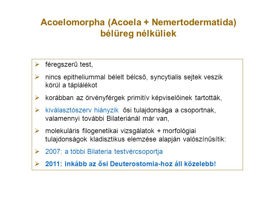 Acoelomorpha (Acoela + Nemertodermatida) bélüreg nélküliek