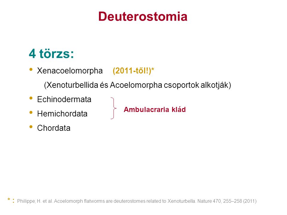 Deuterostomia 4 törzs: Xenacoelomorpha (2011-től!)*