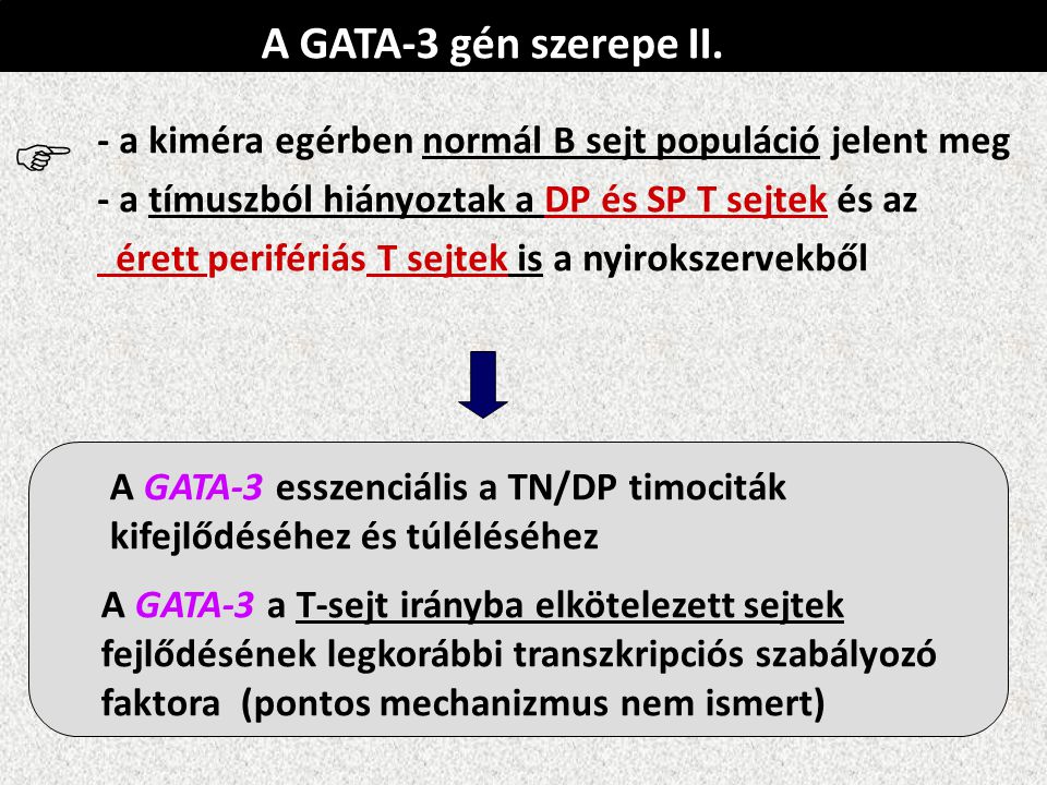 A GATA-3 gén szerepe II. - a kiméra egérben normál B sejt populáció jelent meg. - a tímuszból hiányoztak a DP és SP T sejtek és az.