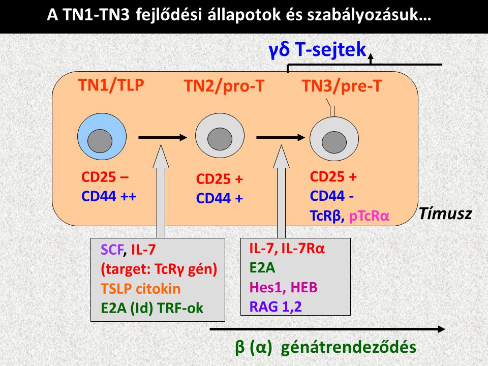 γδ T-sejtek A TN1-TN3 fejlődési állapotok és szabályozásuk… TN1/TLP