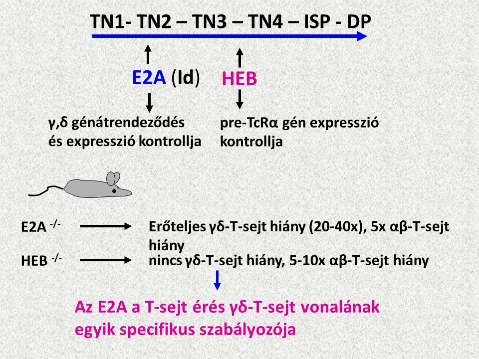 TN1- TN2 – TN3 – TN4 – ISP - DP E2A (Id) HEB
