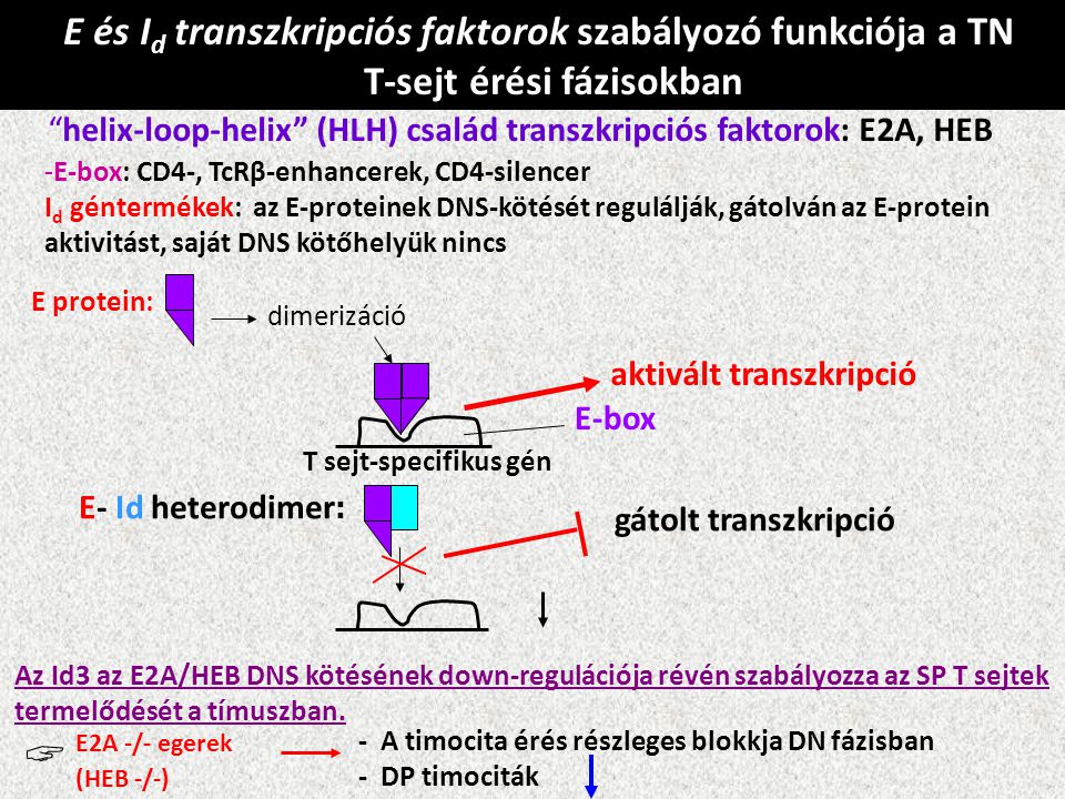  E és Id transzkripciós faktorok szabályozó funkciója a TN