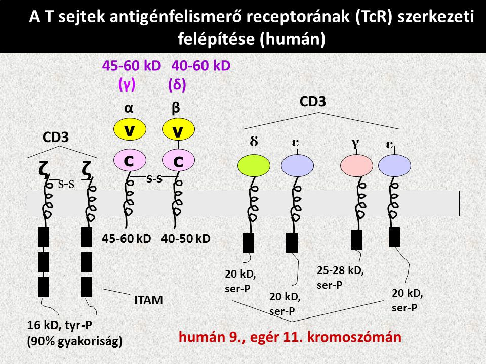 A T sejtek antigénfelismerő receptorának (TcR) szerkezeti felépítése (humán)